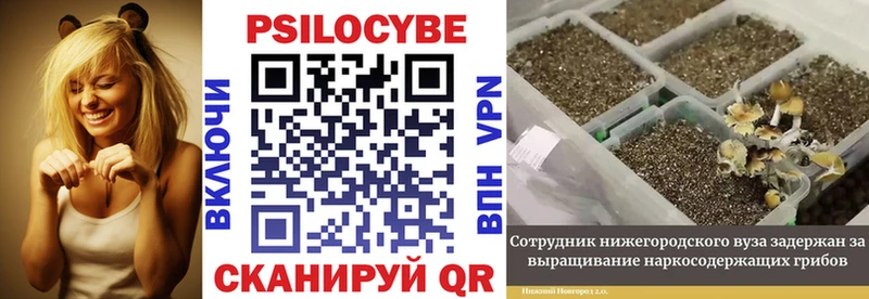 Псилоцибиновые грибы Psilocybe  Купить закладки  Карачаевск 